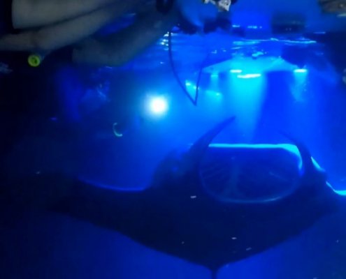 Manta Ray Night Snorkel Visitors and Board Dolphin Discoveries Big Island