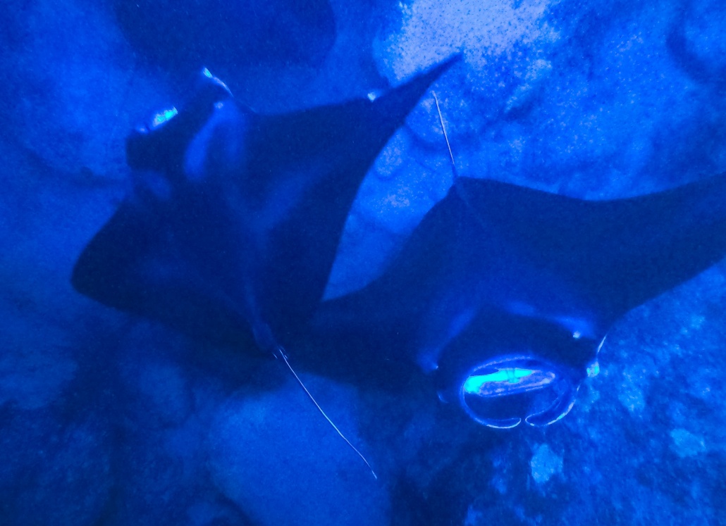 Manta Ray Pair Night Snorkel Kona Big Island