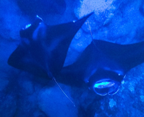 Manta Ray Pair Night Snorkel Kona Big Island