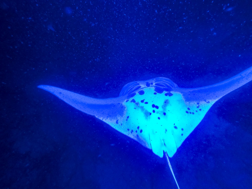 Manta Ray Night Snorkel Under Belly Big Island