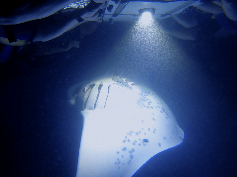 Manta-Ray-and-Board-Dolphin-Discoveries-Big-Island