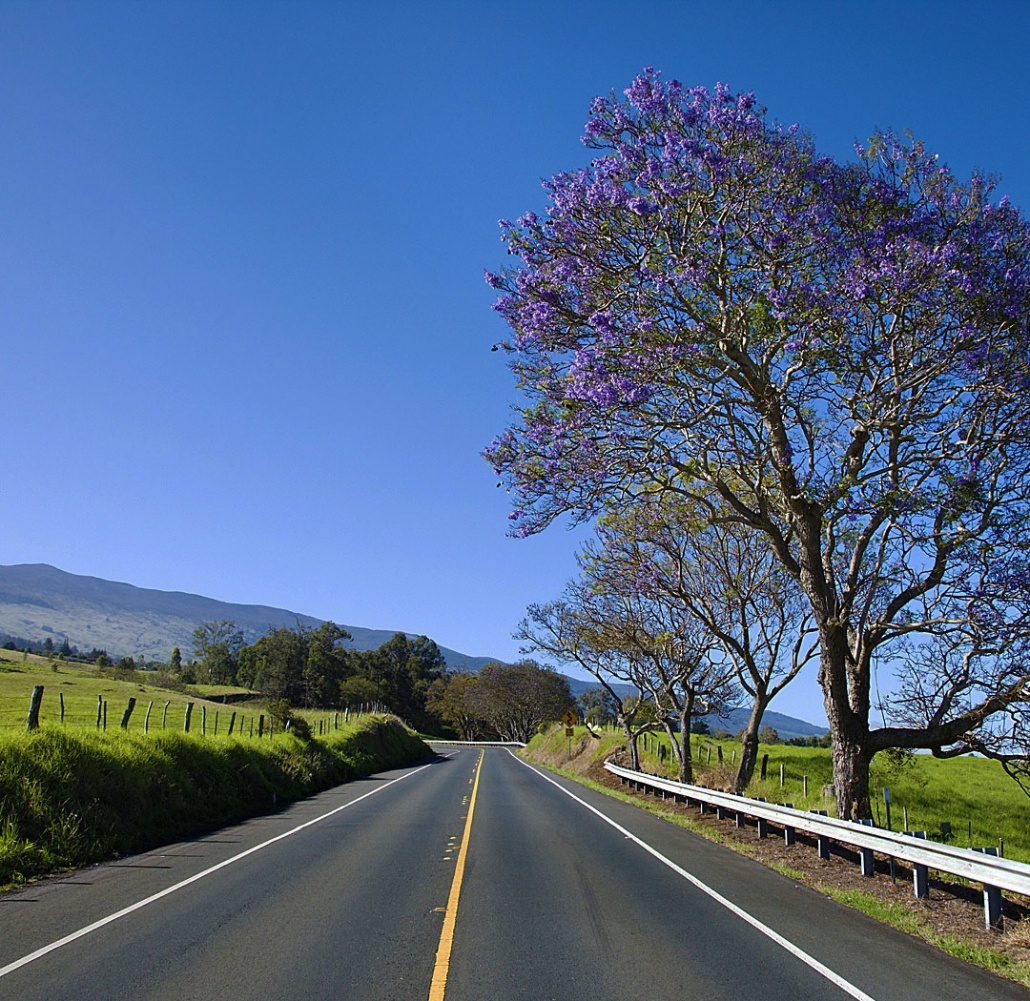 enjoy the scenery of upcountry maui in a whole new way bike maui