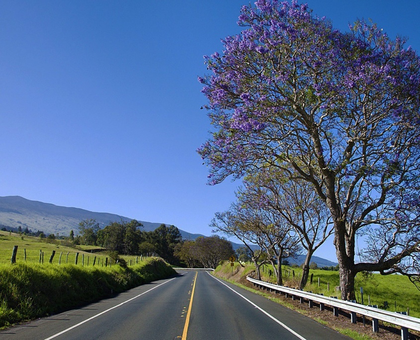 enjoy the scenery of upcountry maui in a whole new way bike maui