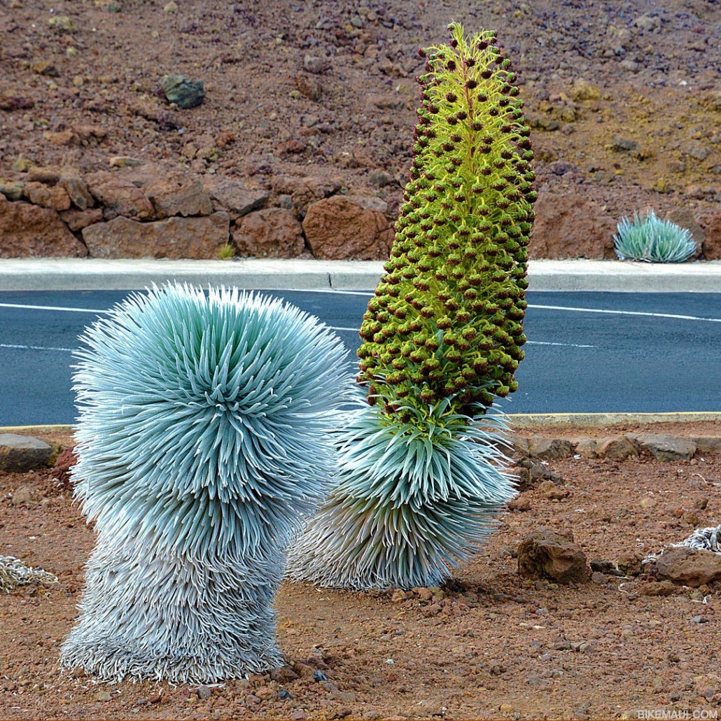 haleakala silverswords bike maui