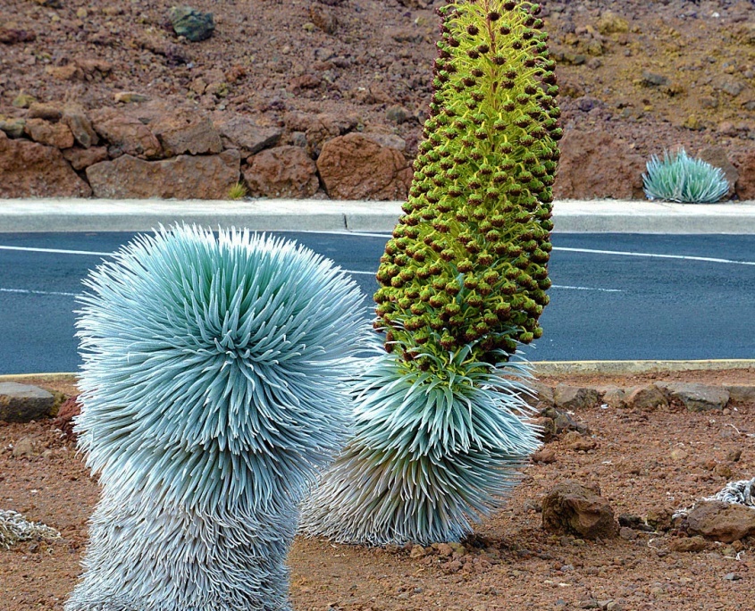 haleakala silverswords bike maui
