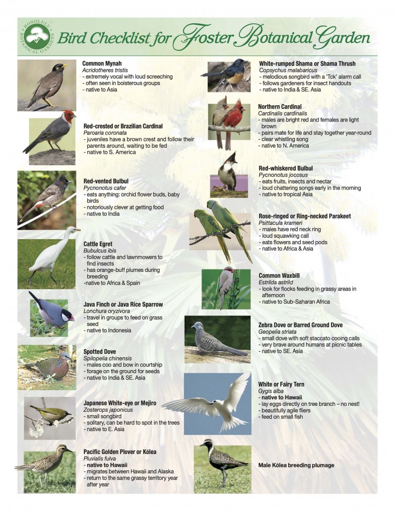 Foster Botanical Garden Oahu bird checklist