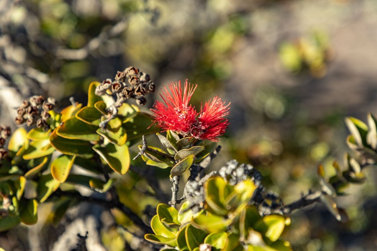 Ohia Blossom Volcanoes National Park Big Island Circle Island