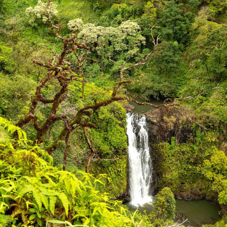 Road To Hana Waterfall Forest And Road Maui Product