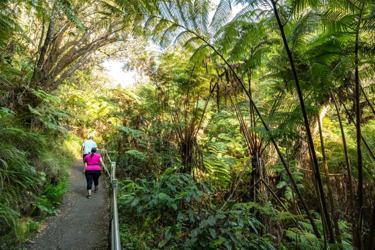 Thurston Lava Tube Fern Forest Volcanoes National Park Big Island