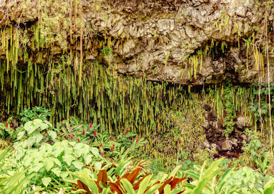 Wailua River Fern Grotto Ferns Kauai Slider