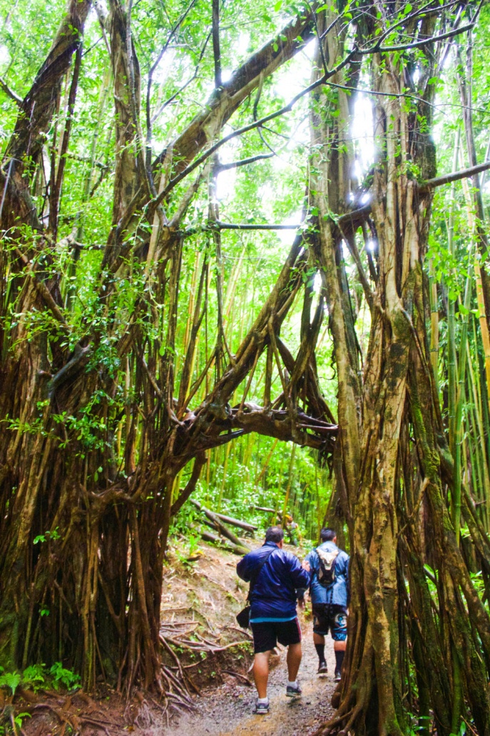 beautiful lush valley and hikers oahu kaimana tours