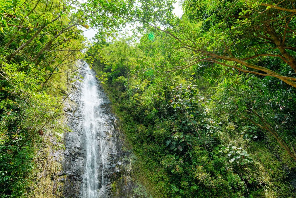 beautiful pic of manoa falls in oahu