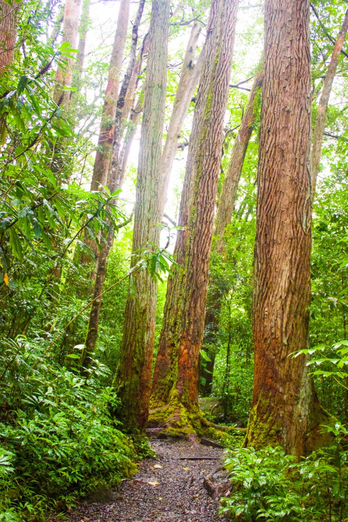 big trees on oahu waterfalls hiking tour kaimana tours