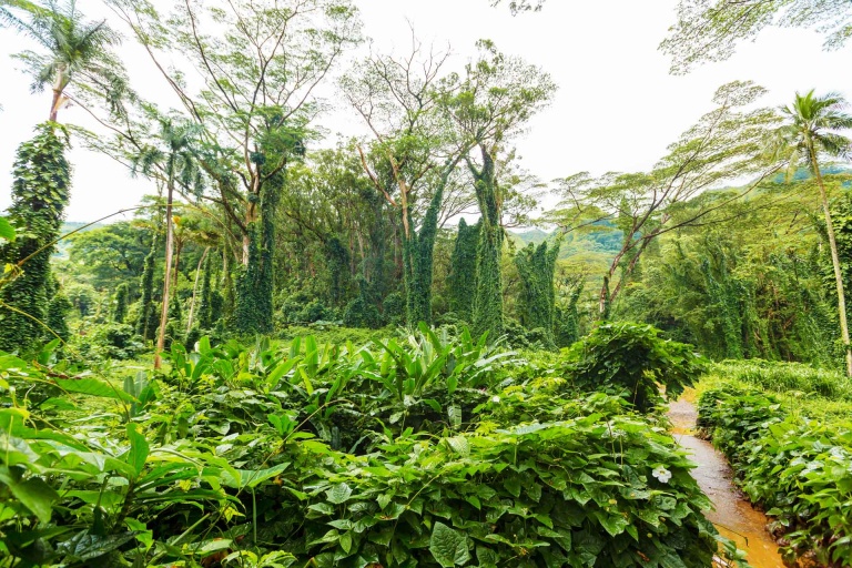 footpath through lush green tropical vegetation and palm trees with creepers on the manoa falls trail in oahu