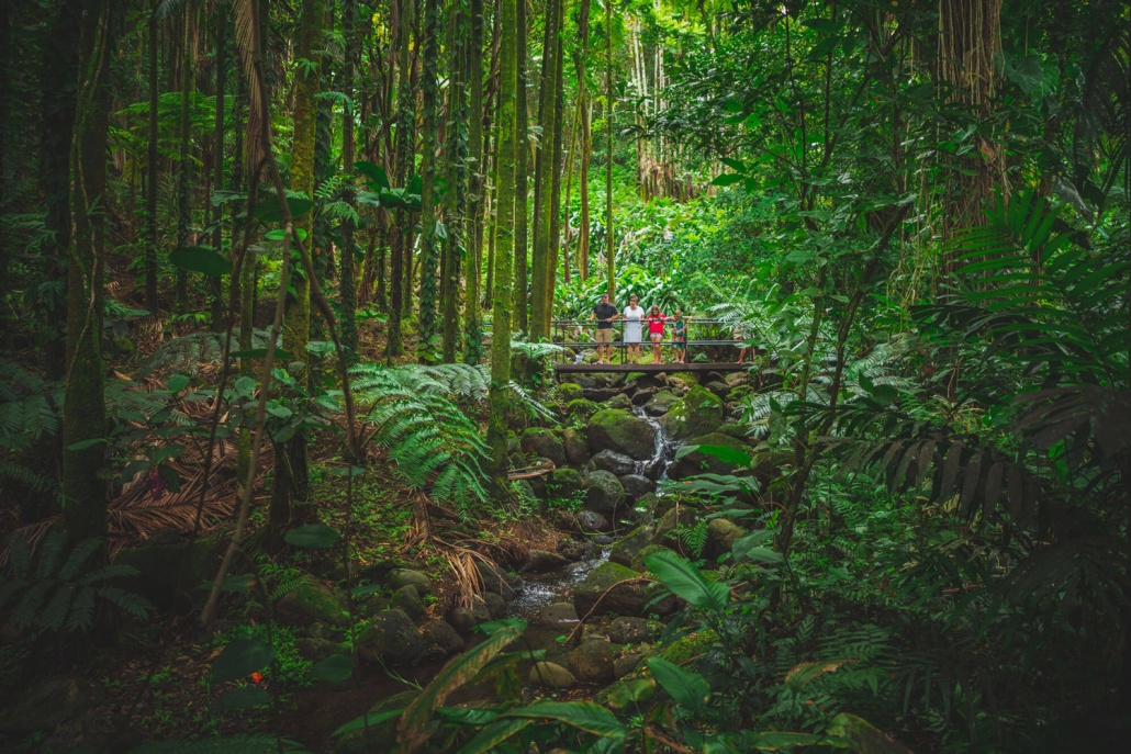 hawaii tropical bioreserve garden image