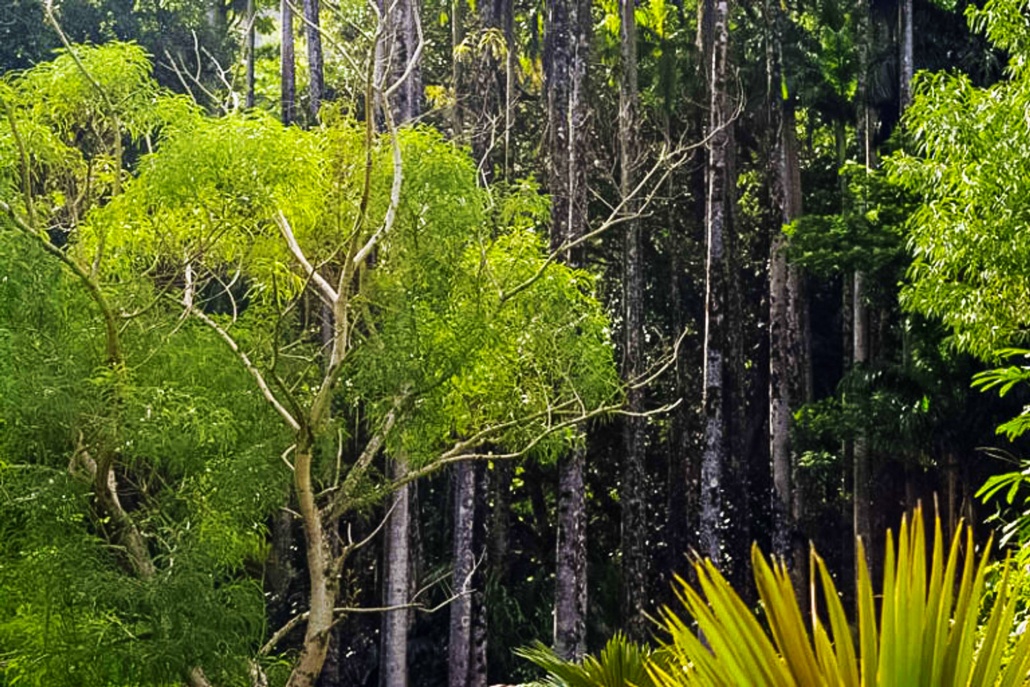 hawaiian forest section lyon arboretum manoa valley oahu pic