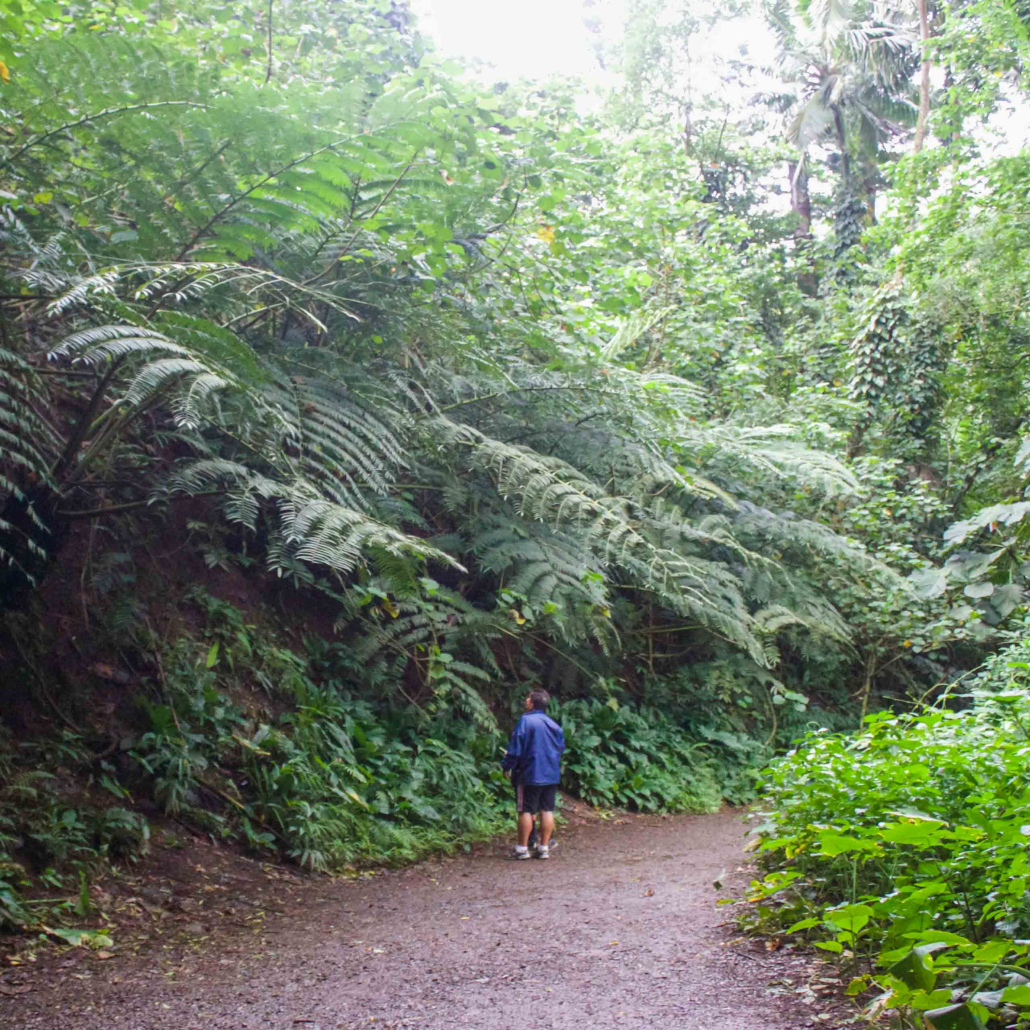 Kaimanatours Rainforest Waterfall And Movie Forest