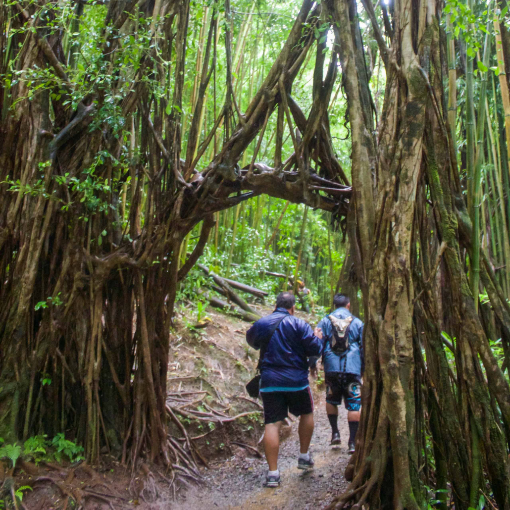 Kaimanatours Rainforest Waterfall And Movie Go Through Forest