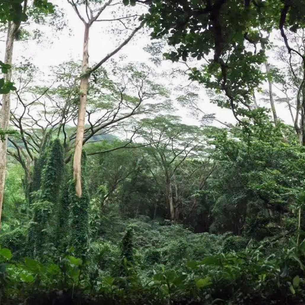 Kaimanatours Rainforest Waterfall And Movie Green Trees