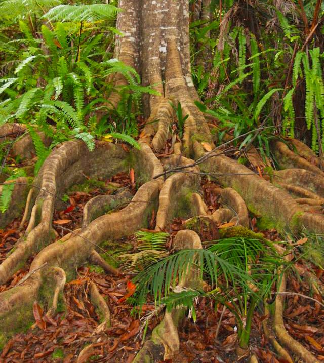 kona cloud forest giant root tree