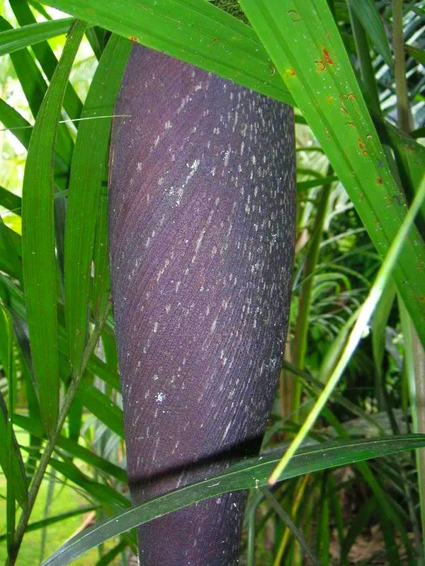 lundkvist palm garden hawaii basselina sp