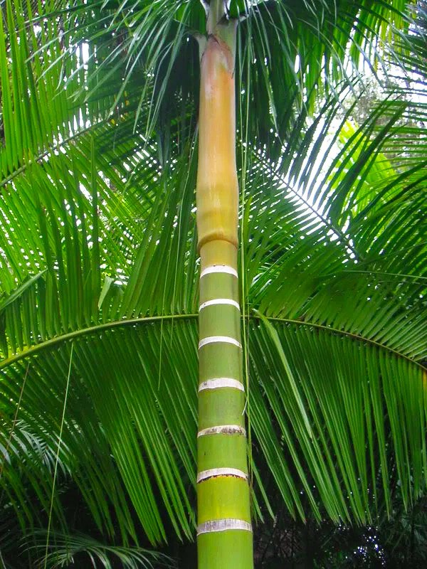 lundkvist palm garden hawaii pinanga copelandii