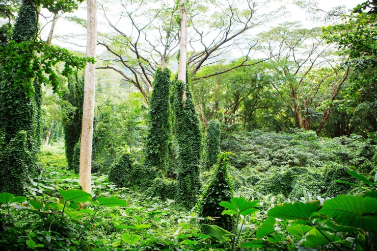 lush green tropical rainforest vegetation in hawaii along the manoa falls trail in a scenic nature landscape
