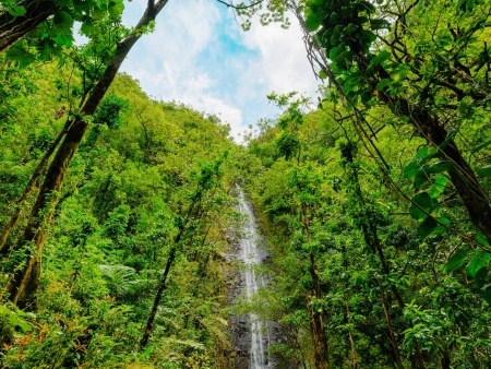 manoa falls in oahu hawaii