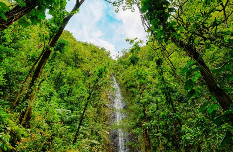 manoa falls in oahu hawaii