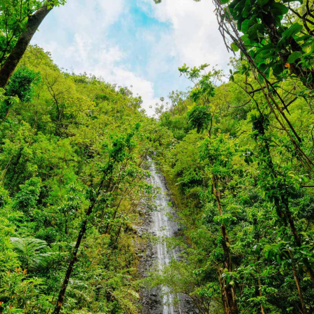 Manoa Falls In Oahu Hawaii