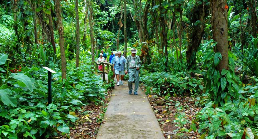 short nature walk through the rainforest to the lush fern grotto kauai smiths kauai