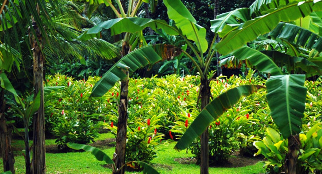 smiths gardens banana trees smiths kauai