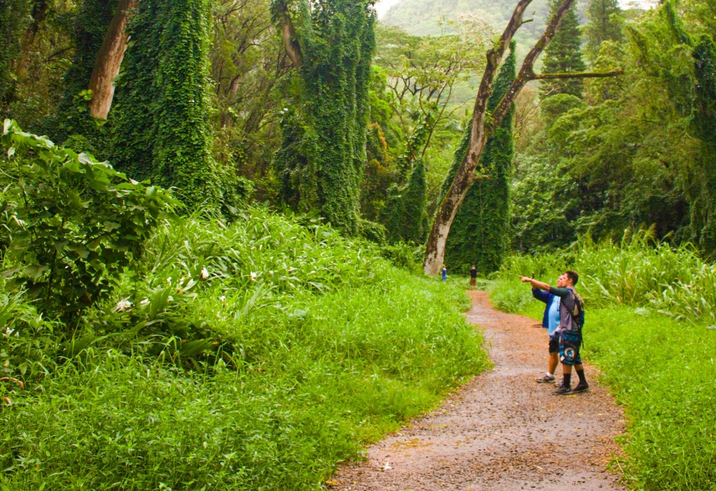 the trail through a lush rainforest