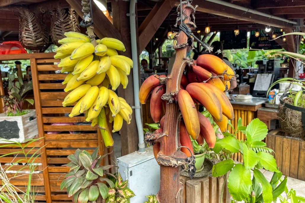 Road to Hana Food Bananas Hana farms Maui