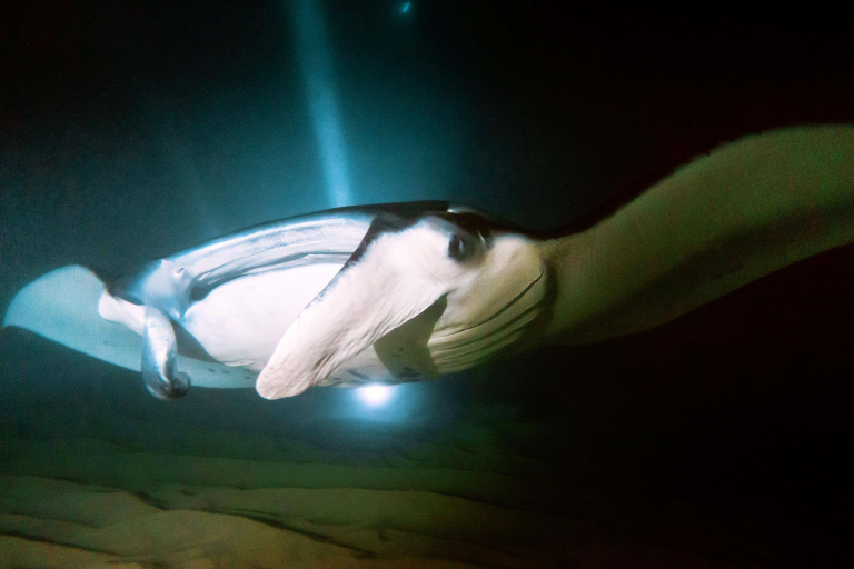 A Safe Way To See Manta Rays In Their Natural Environment Adventure Boat Tours 