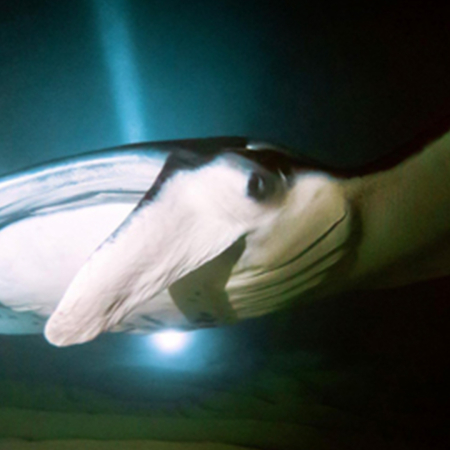 A Safe Way To See Manta Rays In Their Natural Environment Adventure Boat Tours