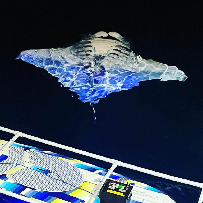 Adventurexboattour Hawaii Manta Ray Night Snorkel Manta Swimming 