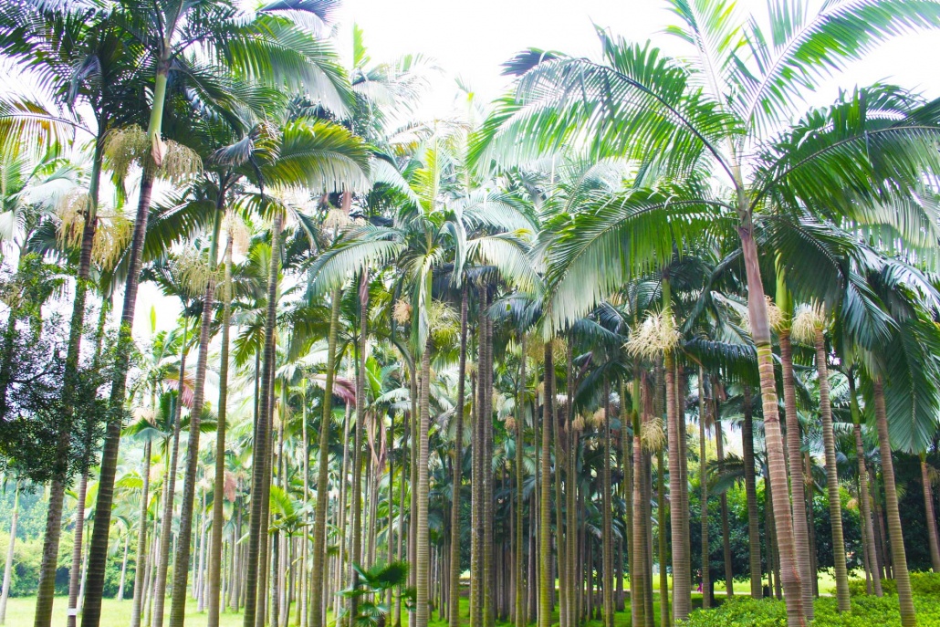archontophoenix forest palms