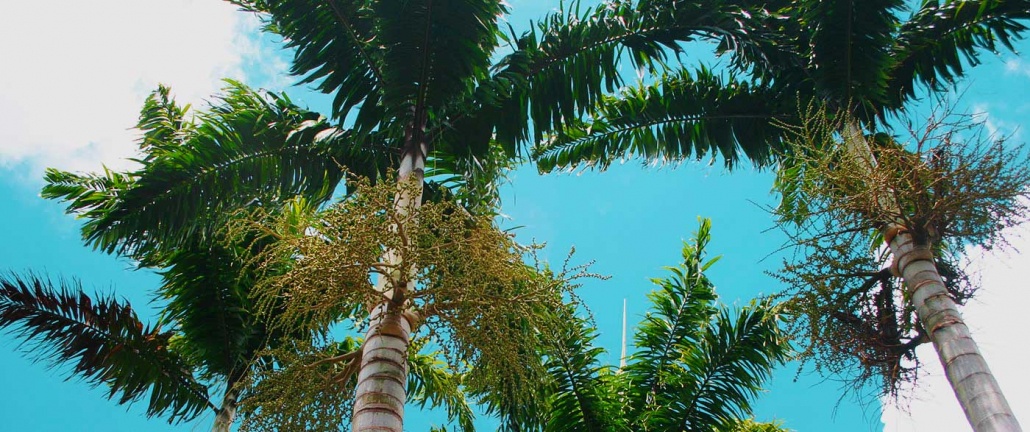 beautiful palm trees palms