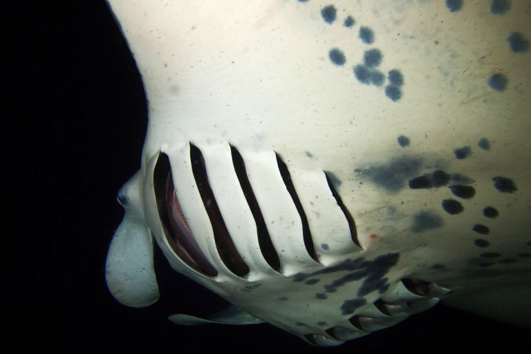 Come Snorkel And With Majestic Manta Rays Hawaiian Kine Adventures 