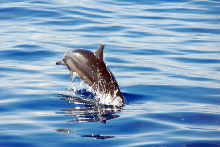 Dolphins Calmer Waters Ocean Joy Cruises