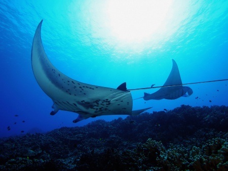 hawaii manta ray night snorkel hawaiian kine adventures