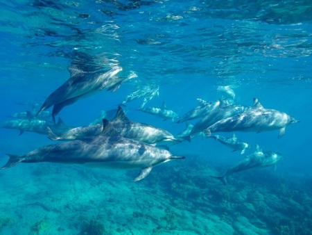 hawaiian spinner dolphins in shallow water big island shutterstock