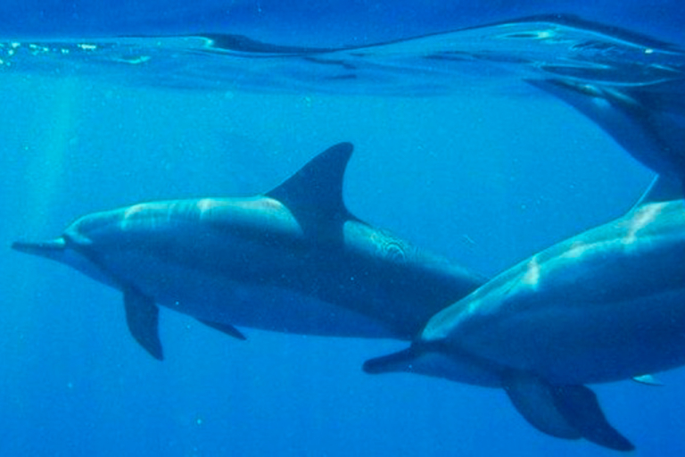 Hawaiiankineadventures Dolphin Viewing And Turtle Snorkel Dolphin Snokel