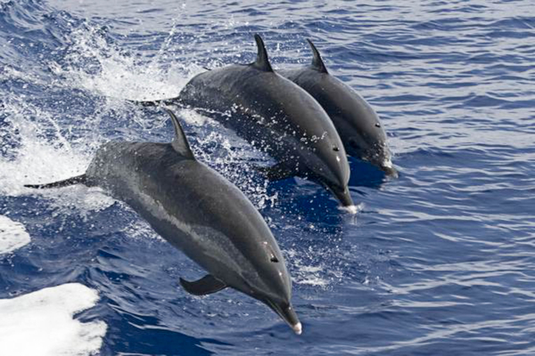 Hawaiiankineadventures Dolphin Viewing And Turtle Snorkel Dolphin Swimming