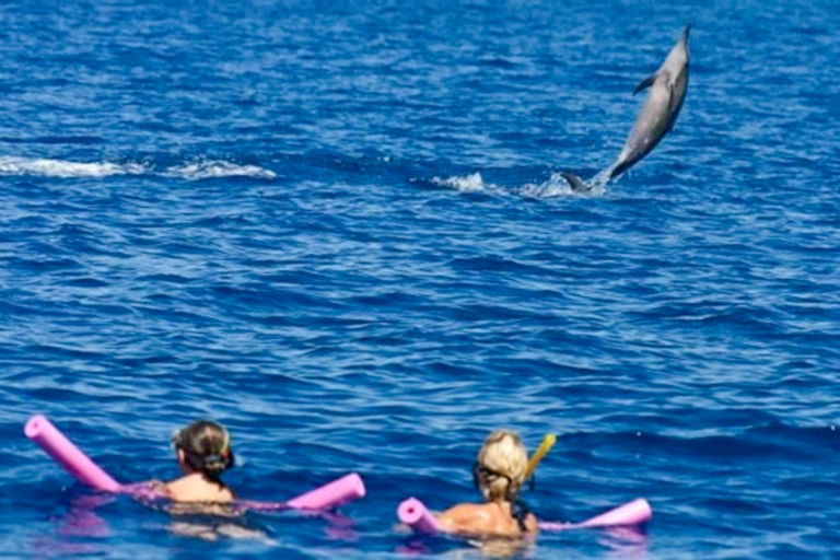 Hawaiiankineadventures Dolphin Viewing And Turtle Snorkel Dolphin Viewing