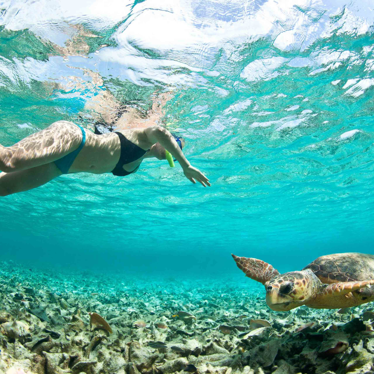 Hawaiiankineadventures Dolphin Viewing And Turtle Snorkel Snorkle Oahu Family Turtle