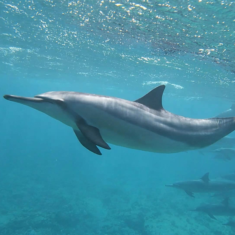 Hawaiiankineadventures Dolphin Viewing And Turtle Snorkel With Dolphin