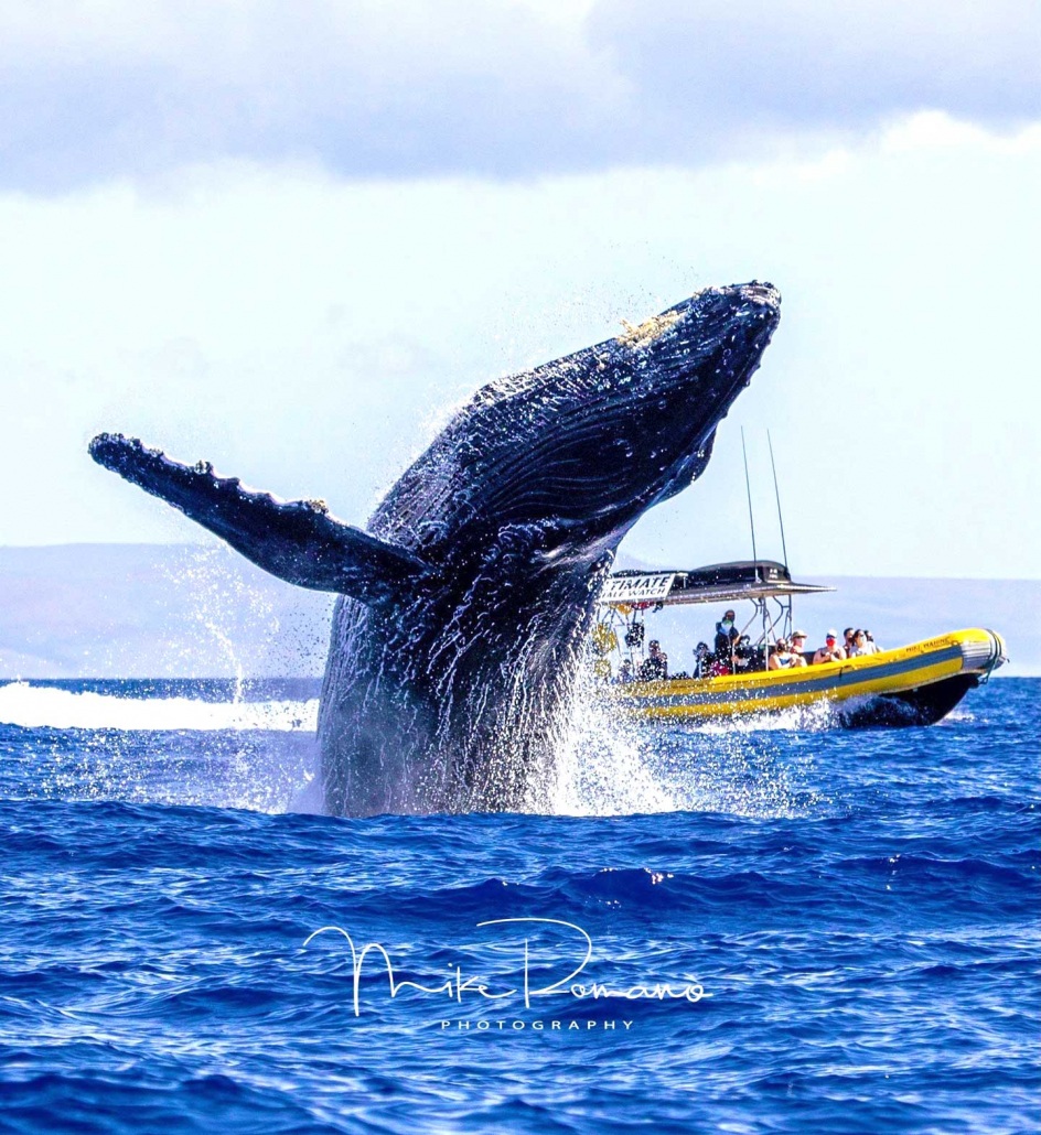 humpback whale breaches maui ultimate whale watch