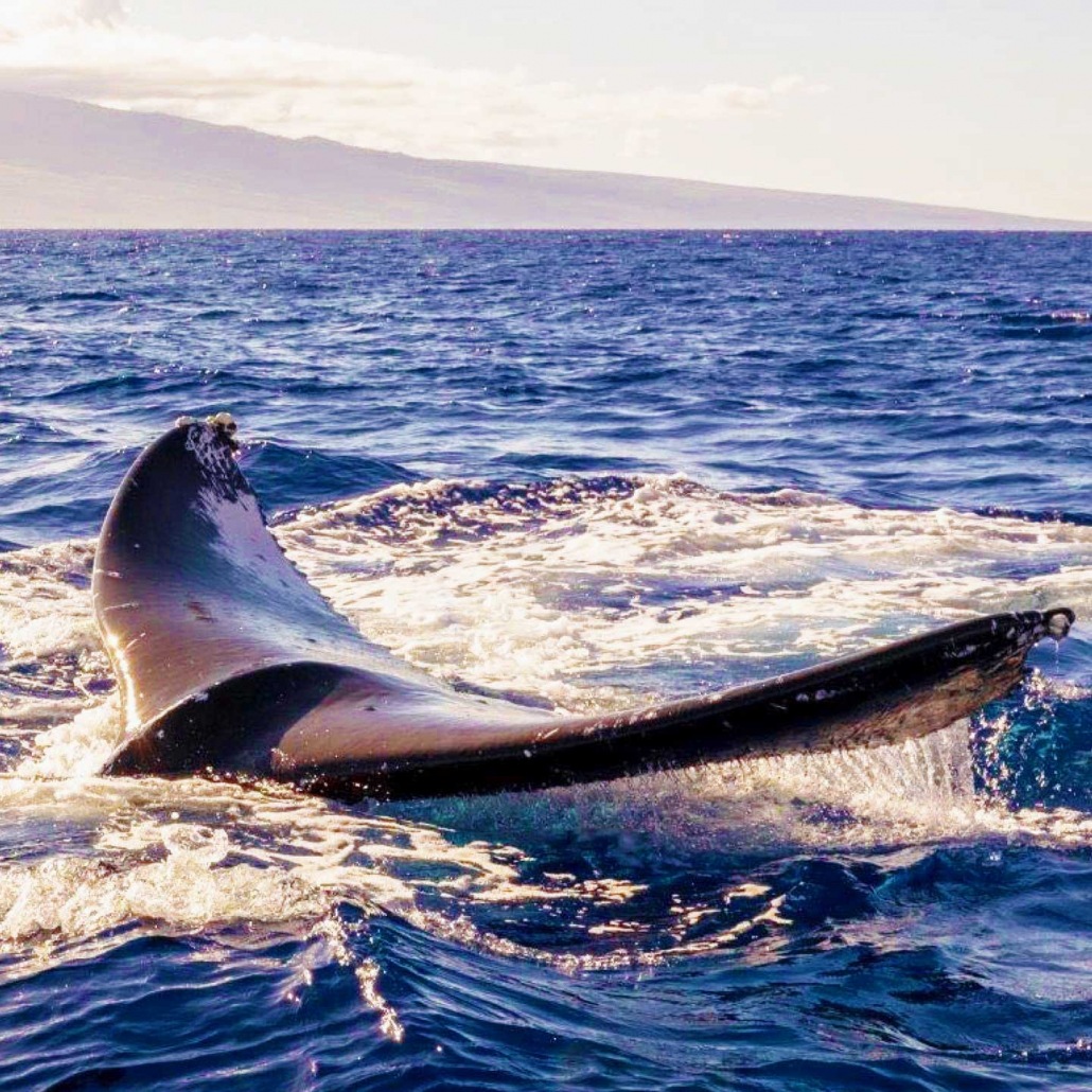 humpback whale fluke ultimate whale watch